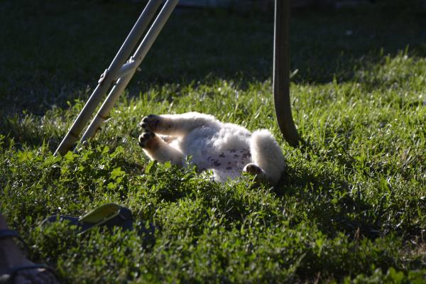 /Images/uploads/Humane Society of Utah/HSUCalendar/entries/1150thumb.jpg